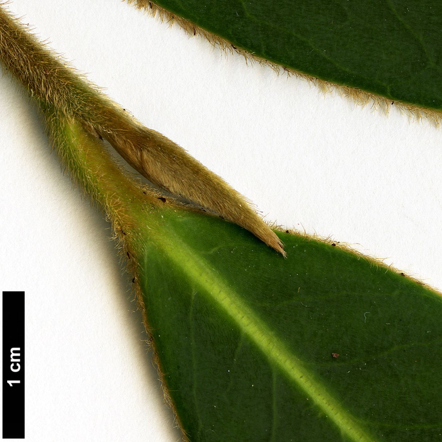 High resolution image: Family: Pentaphylacaceae - Genus: Adinandra - Taxon: glischroloma